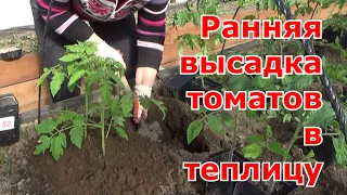 Ранняя высадка томатов в утепленную теплицу. Как получить ранний урожай помидоров.