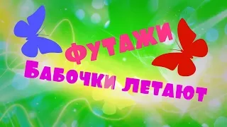 Футажи Бабочки летают хромакей