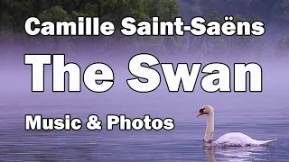 Camille Saint-Saëns The Swan (Le cygne) from Carnival of the Animals | Relaxing Classical Music