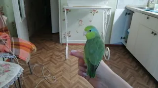 Жизнь воробьиного попугая