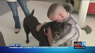 Life after war: Marine and combat dog working together again