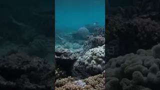 The Great Barrier Reefs Tragic Decline A Global Coral Crisis