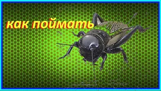 ✔️🦗 Как поймать сверчка ✔️