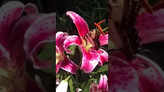 Butterfly on a Stargazer Lily