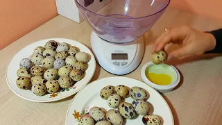Какие яйца нужны для инкубации? Отбор перепелиных инкубационных яиц (вес, форма, окрас, размер)