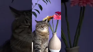 Говорящий кот учит выбирать цветы девушке🌷😹