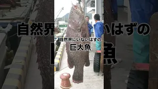 謎の巨大魚、あらわる！