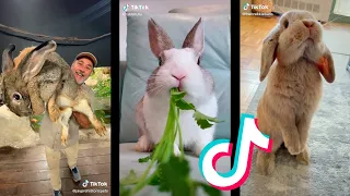 Tik Tok de Conejos | Rabbits 🐰😱