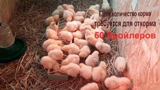 Сколько надо комбикорма на 50 бройлеров