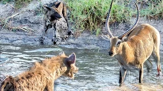 Hyenas Steal Wild Dog Kill in Epic Battle - Twice!