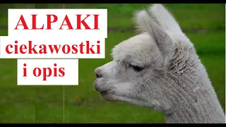 ALPAKI - ciekawostki i opis