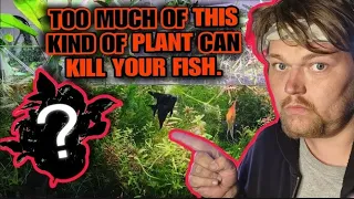 Can you have TOO MANY PLANTS in Your Aquarium? Yes,  Plants Can Even Crash Your Tank. #plantedtank