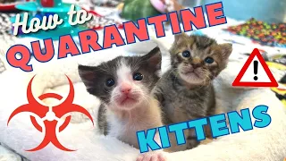 How to Quarantine a Kitten