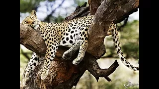 Жизнь Необычного Леопарда | Документальный Фильм