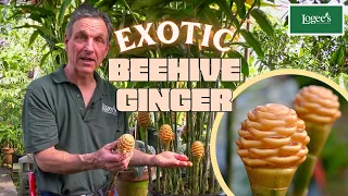 The Exotic Beehive Ginger Plant