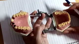 82- Dental anatomy of teeth