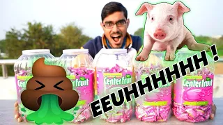 Is Chewing Gum made from Pig | Chewing Gum kaise Banti hai | Factimind | in hindi |2021 |Chewing Gum