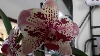 Дружный и быстрый рост  корней и цветоносов орхидей,результат подкормки.Цветение февраля.
