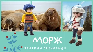 Моржик. Тварини Гренландії | Комарко