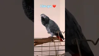 Когда хотел признаться в любви тихо, но, не получилось / Евріка #parrot #birds #animals #talkingbird