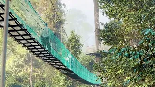 Canopy Walk In Danum Valley