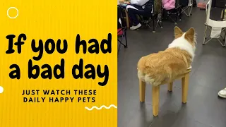 If you had a bad day, just watch these daily happy pets | Day 12