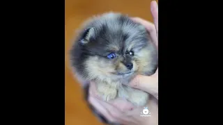 Absolutely gorgeous! Blue merle teacup female Pomeranian with blue eyes!