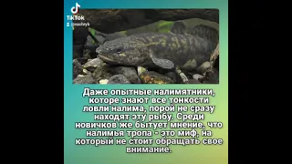 Что такое налимья тропа? #налим #ловляналима #налимосенью #налимзимой #интересныефакты #печеньналима