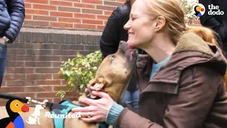 Dog Reunited With Foster Mom For The First Time Since Her Adoption | The Dodo Reunited