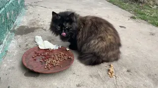 МУРКА ПІДСУНУЛА СВИНЮ🐷СЕЛО ЦЕ НЕ МОЄ😦ВСЕ ТРІСКАЄ І ЛОМАЄТЬСЯ, НІЧОГО НЕ ВСТИГАЮ🤦‍♀️НІЧНА ОБРОБКА