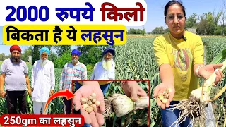 2000रुपये किलो तक बिकता है🧄यह लहसुन | Garlic farming | Profitable Farming | Kashmiri lehsun ki kheti