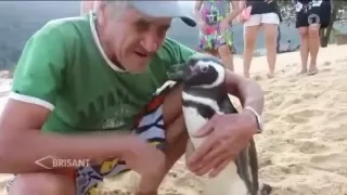 Pinguin besucht alljährlich seinen Lebensretter (11.03.2016 ARD-BRISANT)