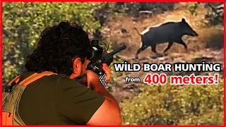 WILD BOAR HUNTING FROM 400 METERS! | 400 Metreden Genç Azılı Domuz Avı! | ALİÇO SAFARİS