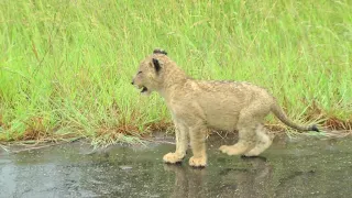 Is Casper, the white lion, a daddy?