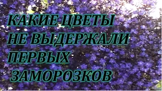 ПЕРВЫЕ ЗАМОРОЗКИ. КАКИЕ ЦВЕТЫ ИХ ПЕРЕНЕСЛИ, А КАКИЕ-НЕТ...