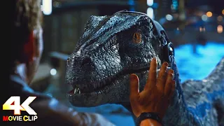 Jurassic World (2015) - Velociraptors vs Indominus scene [4K 60fps]