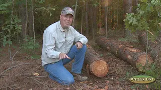 Best Food Plots | New Food Plot in the Pines (#132) @GrowingDeer.tv