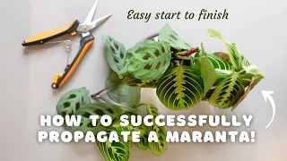 How to successfully propagate a maranta and make your pot MORE FULL | EASY start to finish!