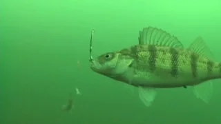 2 Minutes of Our Favorite Underwater Fish Strikes