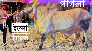 Pagla Indo Brazil Bull | Huge Heavyweight Imported Bull | The Home of Goru Lovers