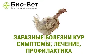 Заразные болезни кур 🐔 - симптомы, лечение, профилактика // Сеть Ветклиник Био-Вет