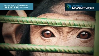 Hope for rescued chimpanzees in the DRC