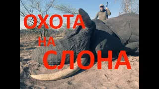 Охота на слона в Намибии (Каприви). Elephant Hunting in Namibia