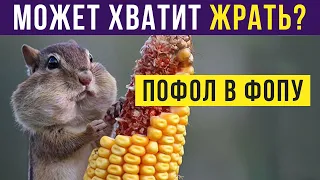 Приколы. ПОФОЛ В ФОПУ | Мемозг #269