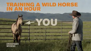 Training a Wild Horse in an Hour