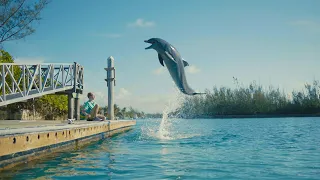 Dolphin Kick