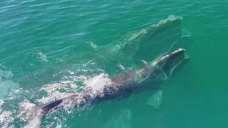 North Atlantic Right Whale