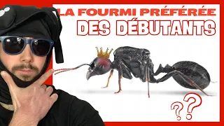 Pourquoi les débutants adorent cette fourmi ?  (Messor barbarus)