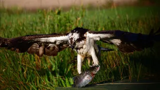 Osprey Close up @ Horn Mill.