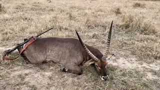 South Texas Waterbuck Hunt